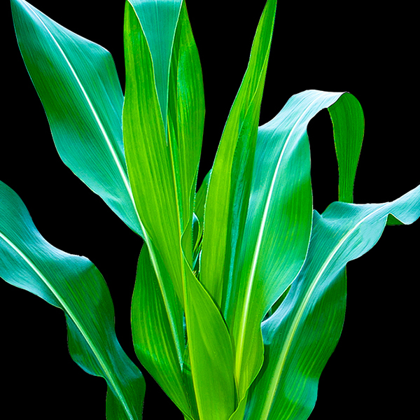 Corn stalk with black background