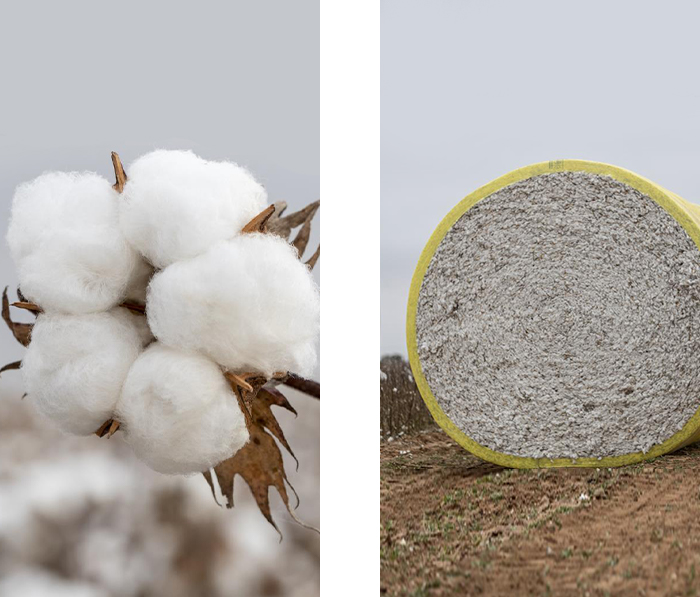 Side by side images of cotton plant and rolled bale of cotton
