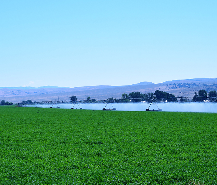 Ag sprinklers in an alfalfa field