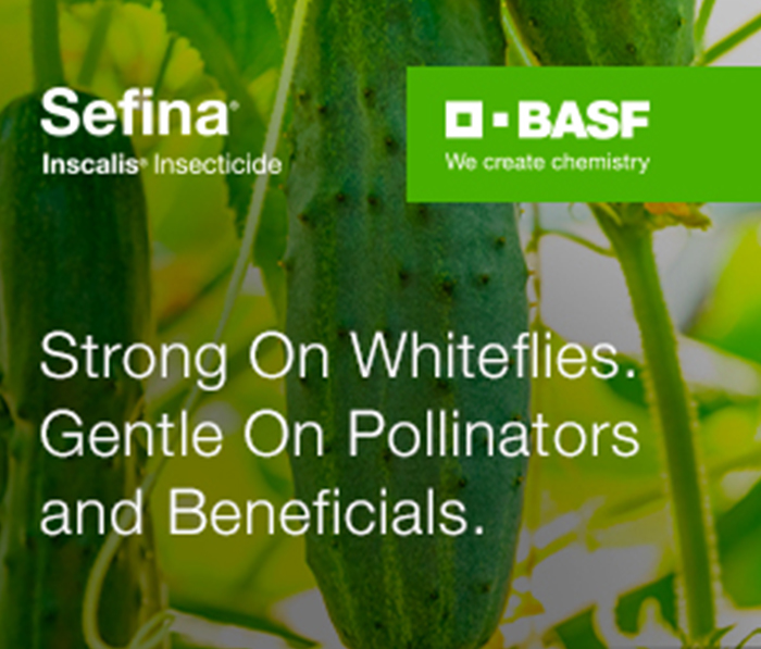 Sefina - Strong on Whiteflies. Gentle on Pollinators and Beneficials