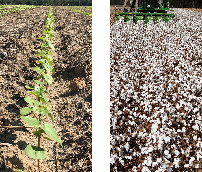 Cotton seedlings and cotton blossoms in a field