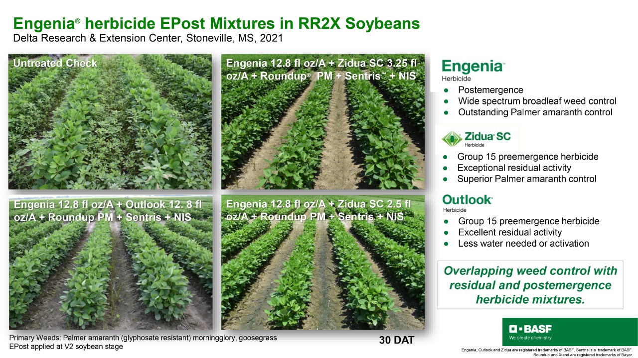 2021-Engenia-EPost-TankMixes-Soybeans-DREC-Stoneville-MS