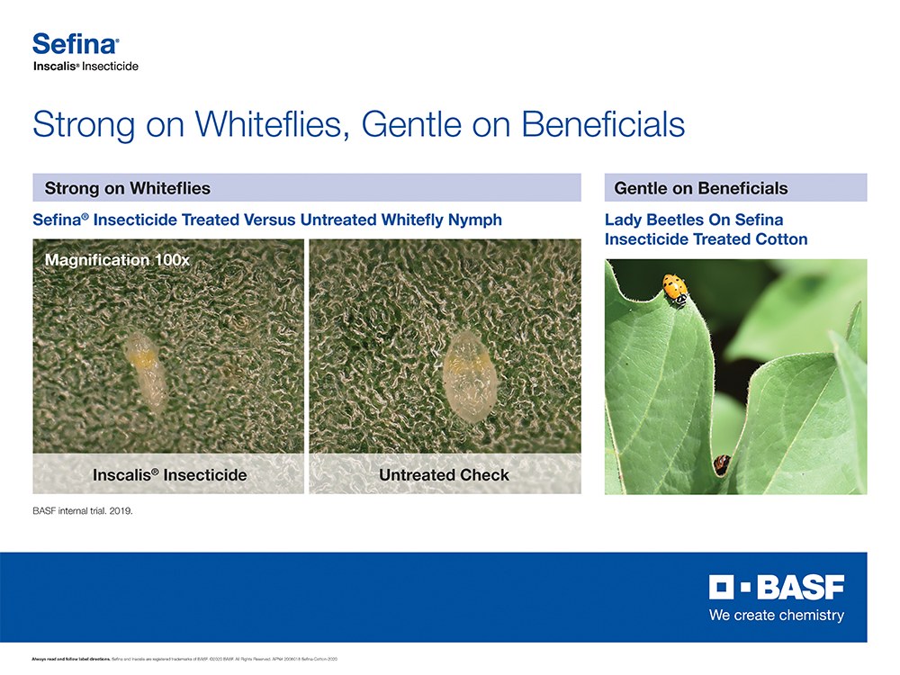 Storyboard - Sefina Inscalis Insecticide is Strong on Whiteflies