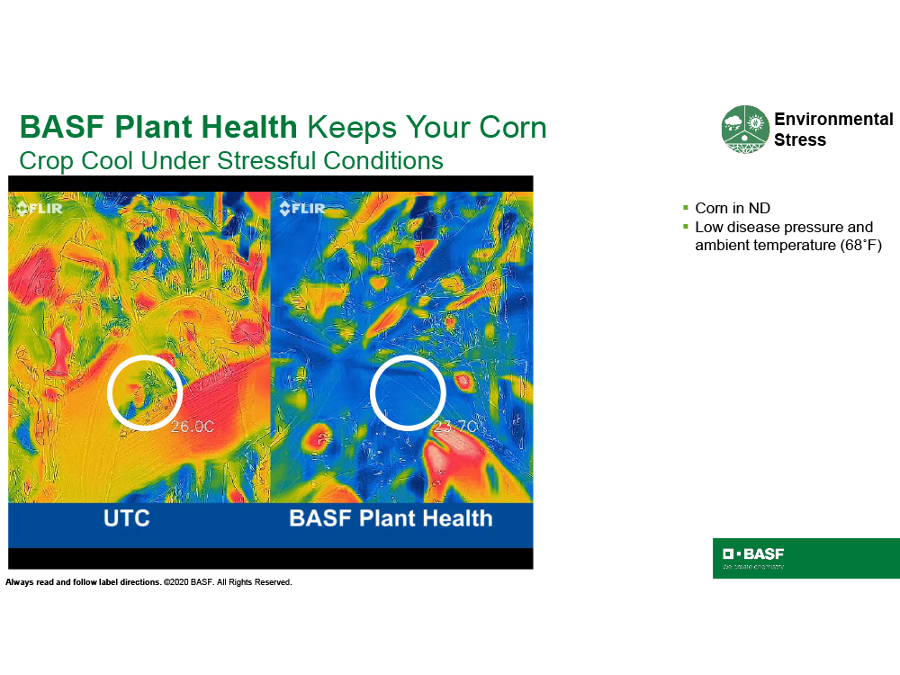 Storyboard - BASF Plant Health keeps your corn crop cool under stressful conditions