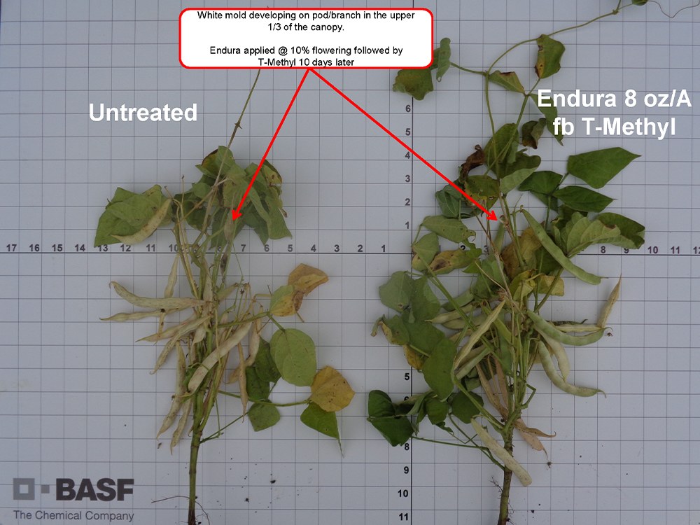 Storyboard - Endura white mold comparison