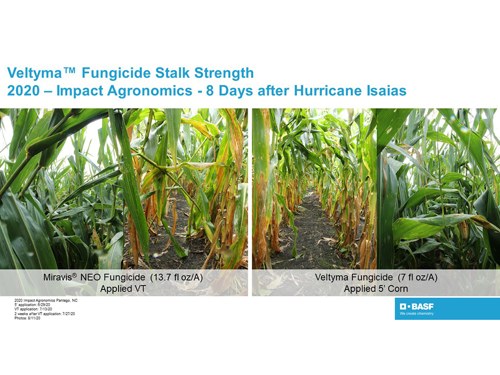 Storyboard-Veltyma Fungicide Stalk Strength